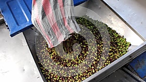 Harvested olives unloaded from truck to press hopper