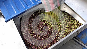 Harvested olives unloaded from truck to press hopper