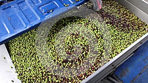 Harvested olives unloaded from truck to press hopper