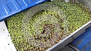 Harvested olives unloaded from truck to press hopper