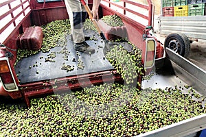 Harvested olives unloaded from truck to press hopper