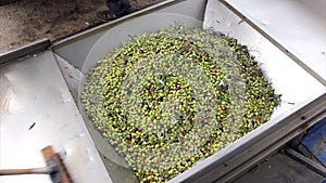Harvested olives unloaded from truck to press hopper in olive oil mill