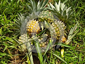 Harvested pineaple fruit