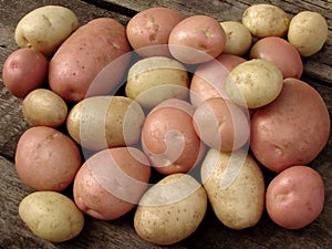 Harvested potato tubers photo