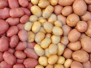 Harvested potato tubers photo