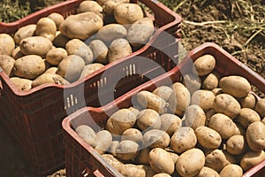 The harvested potatoes are on the field