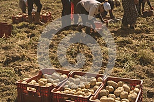 Harvested potatoes in red plastic crates and farm workers working