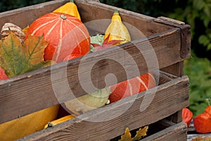 Harvested pumpkins