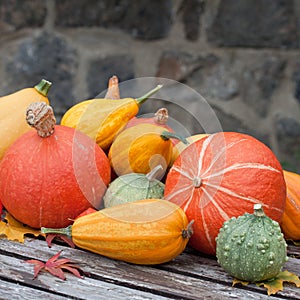 Harvested pumpkins