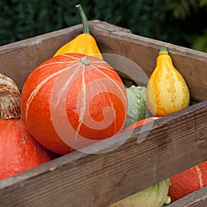 Harvested pumpkins