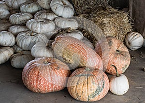 Harvested pumpkins from a pumpkin patch, Gainesville, GA, USA