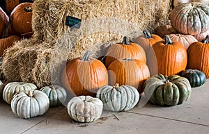 Harvested pumpkins from a pumpkin patch, Gainesville, GA, USA