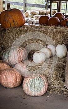 Harvested pumpkins from a pumpkin patch, Gainesville, GA, USA