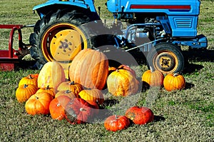 Harvested Pumpkins And Tractor