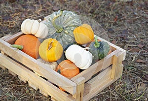 the harvested pumpkins in wooden storage crate on ground