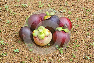 Harvested Purple Mangosteen Fruits