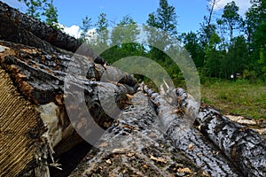 Harvested Quaking Aspen (Populus tremuloides) on Log Landing photo