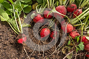 Harvested radish crop lies on the garden bed