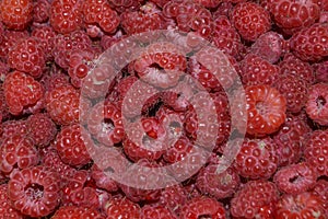 Harvested raspberries in the bucket  in the country