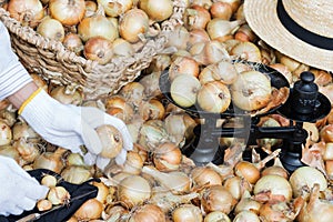 Harvested raw onions on scales in market, woker puts homegrown onions on scales, onions background,