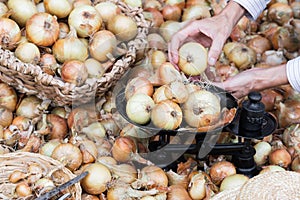 Harvested raw onions on scales in market, woker puts homegrown onions on scales, onions background,