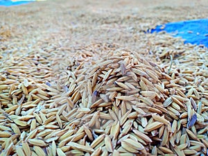 Rice harvested on the island of Flores photo