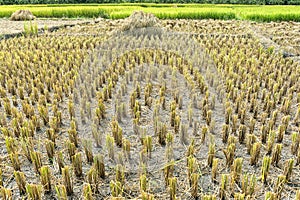 Harvested rice field