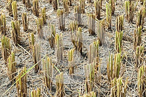 Harvested rice field