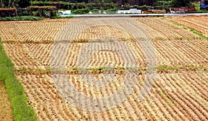 Harvested Rice Field with Stubbles