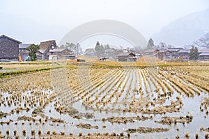 Harvested rice field under snowing winter in Shirakawago historic village