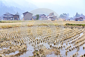 Harvested rice field under snowing winter in Shirakawago historic village