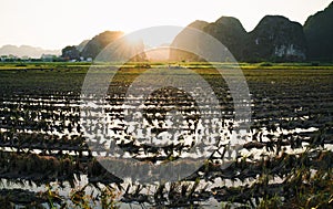 Harvested rice fields during sunset along karst mountains in Ninh Binh, Vietnam