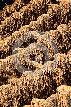 Harvested rice hung to dry in the sun