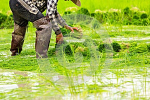 Harvested rice plant