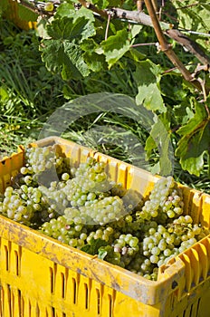 Harvested Riesling Wine Wine Grapes #1