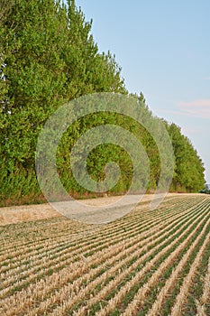 Harvested rows of wheat on farm land with lush green trees on a sunny day. Dry barley and grain cultivated on peaceful