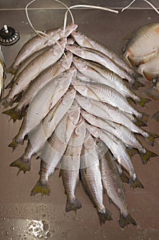 Harvested sardines bundled on a stringer in market