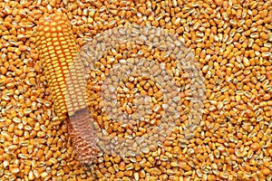 Harvested shelled corn grains detached from the cob