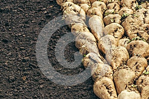 Harvested sugar beet crop root pile