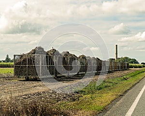 Harvested Sugarcane Being Railed To Mill photo