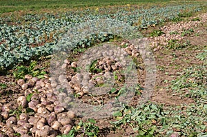 Harvested swedes in a row on the field