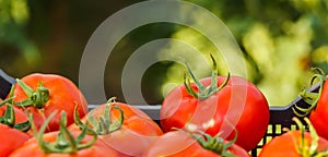 Harvested tomato in crate