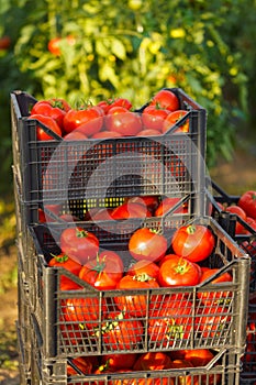 Harvested tomato in crates