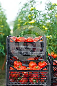Harvested tomato in crates