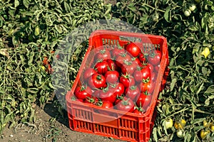 Harvested tomato harvest