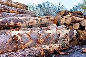 Harvested Trees In Lumber Yard REVISED photo
