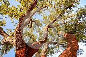 Harvested trunk of an old cork oak tree Quercus suber in evening sun, Alentejo Portugal