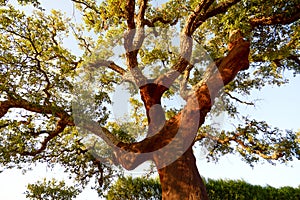 Harvested trunk of an old cork oak tree Quercus suber in evening sun, Alentejo Portugal Europe