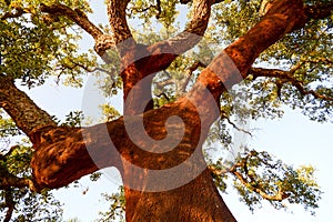 Harvested trunk of an old cork oak tree Quercus suber in evening sun, Alentejo Portugal Europe