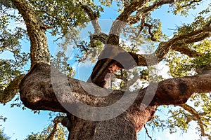 Harvested trunk of an old cork oak tree Quercus suber in the morning sun at Rota Vicentina hiking trail, Alentejo Portugal